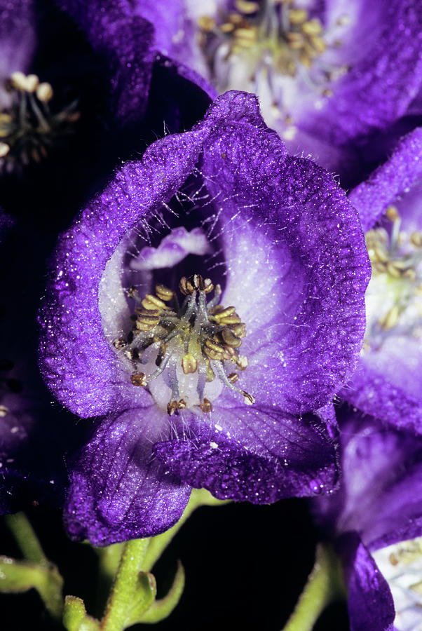 Monkshood Flower Photograph By M F Merlet Science Photo Library   Monkshood Flower M F Merletscience Photo Library 