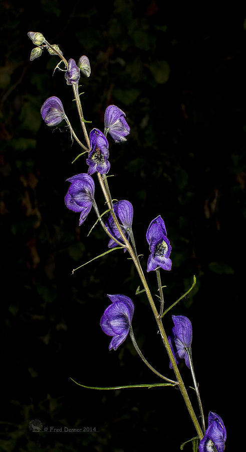 Monkshood Photograph by Fred Denner
