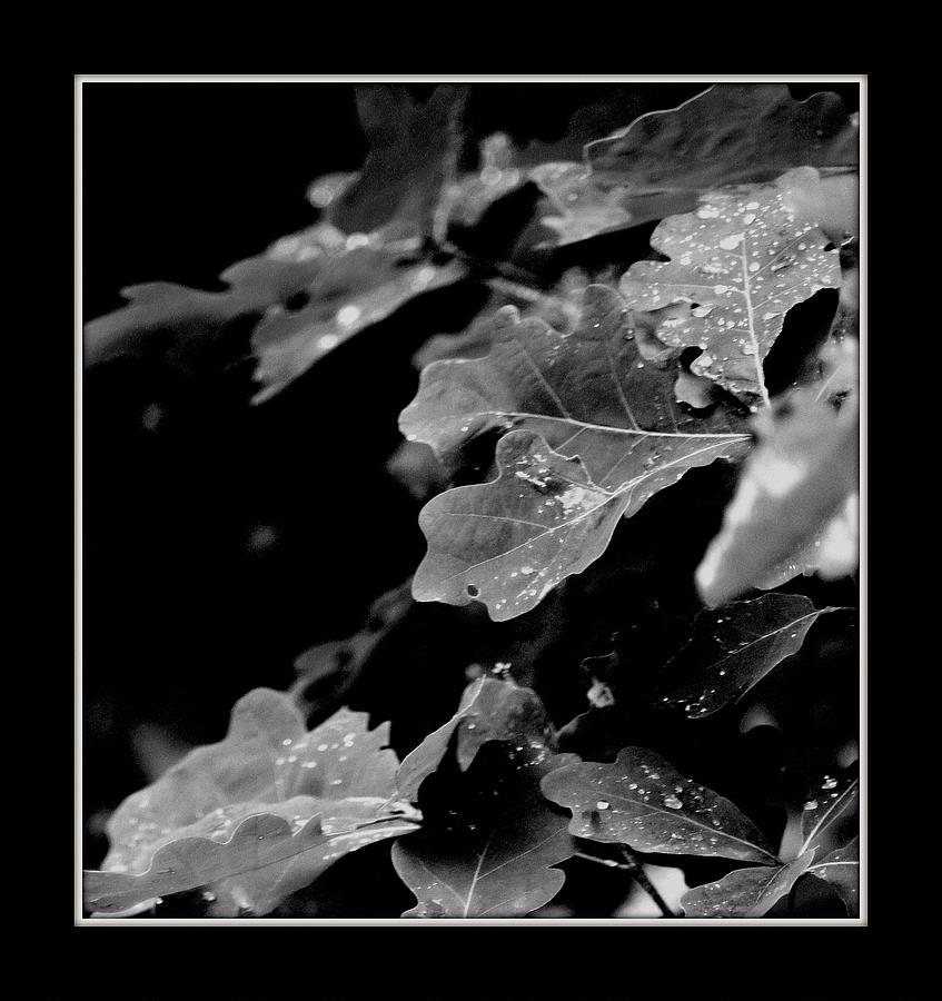 Mono Chrome Oak Leaves In The Rain Photograph by Rosemarie E Seppala