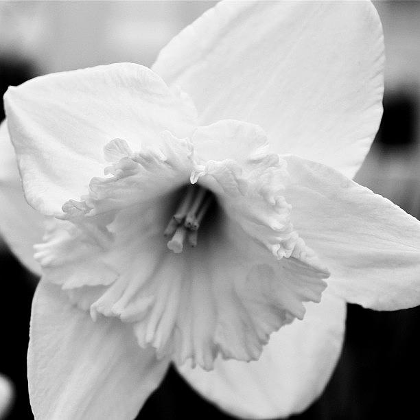 Black And White Photograph - Mono Daffodil by Justin Connor