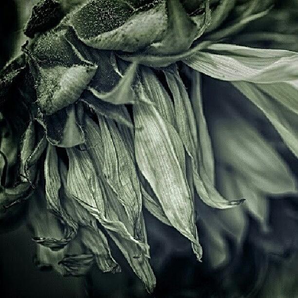 Flower Photograph - #mono #dying #sunflower #monoart by Kelly Love