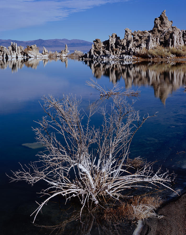 Mono Lake Salt Bush Photograph by Tom Daniel