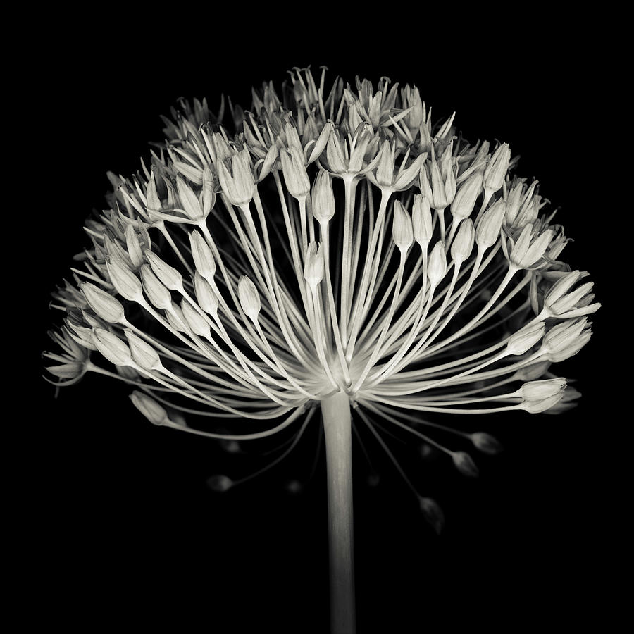 Monochrome Allium Flower Head Photograph by Ogphoto