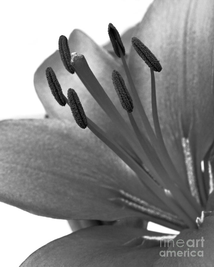 Monochrome Asian Lily Photograph by Anita Oakley