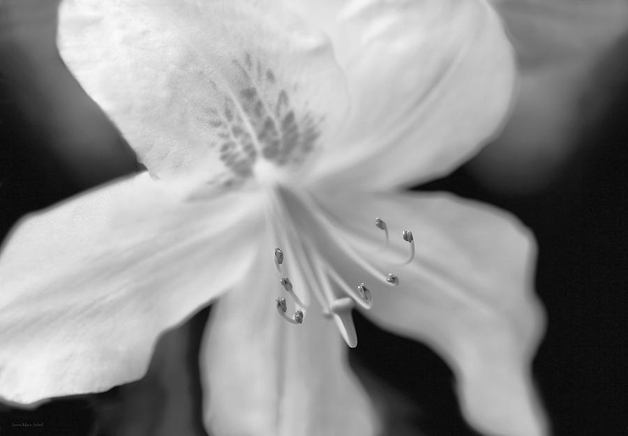 Black And White Photograph - Monochrome Azalea Flower  by Jennie Marie Schell