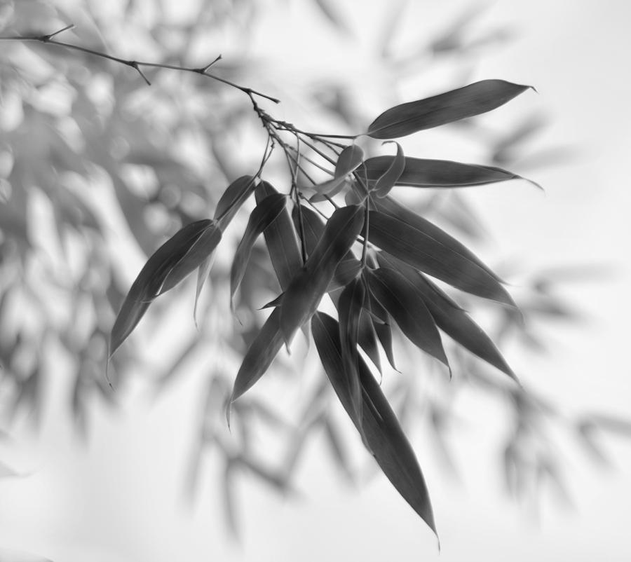 Monochrome Bamboo Foliage Photograph by Nathan Abbott