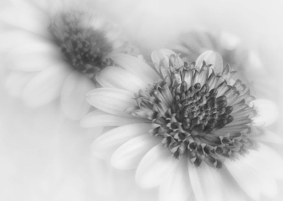 Black And White Photograph - Monochrome Blooms by David and Carol Kelly