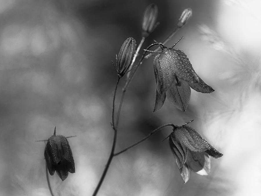 Flower Photograph - Monochrome Bluebells by Bjorn Emanuelson