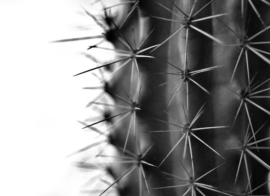 Monochrome Cactus Detail Photograph by Nathan Abbott