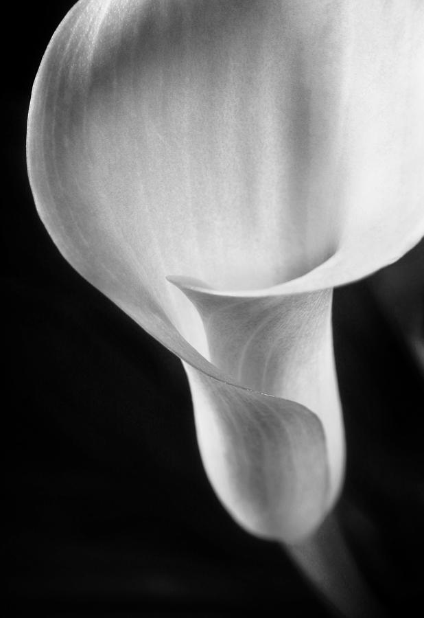 Monochrome Calla Lily I Photograph by David and Carol Kelly