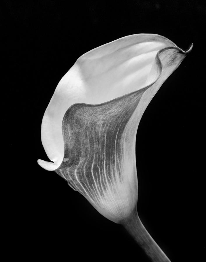 Monochrome Calla Lily II Photograph by David and Carol Kelly