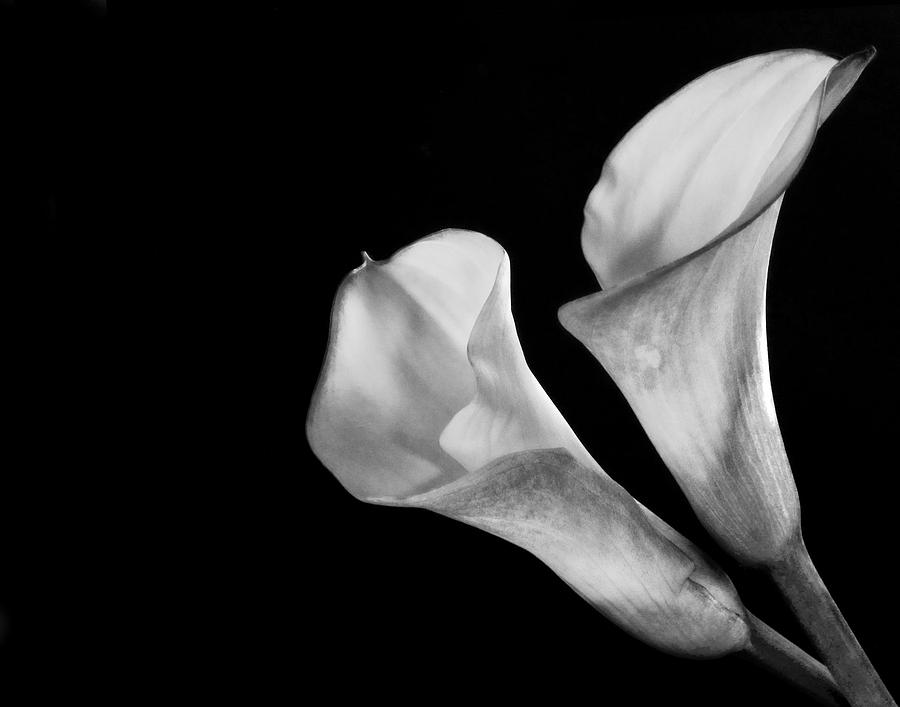 Monochrome Calla Lily III Photograph by David and Carol Kelly