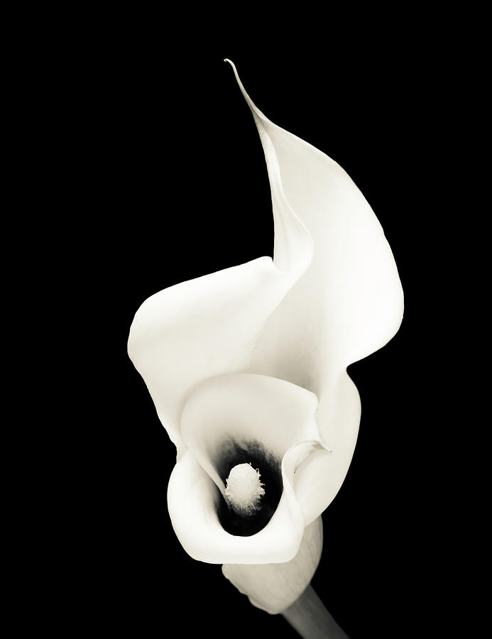 Monochrome Calla Lily Isolated On Black Photograph by Ogphoto