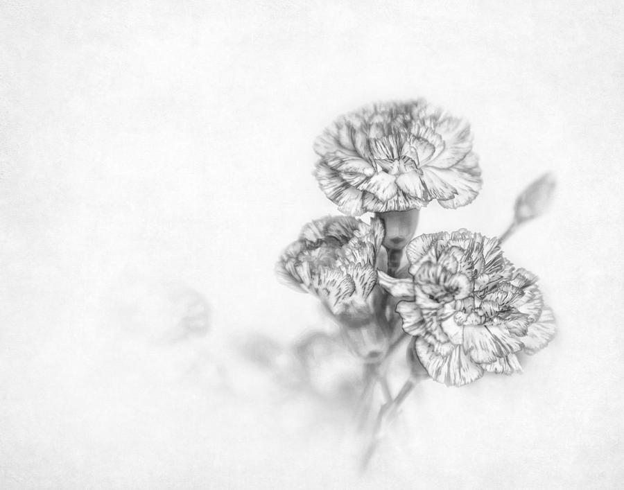 Monochrome Carnation Photograph by David and Carol Kelly