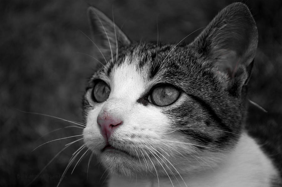 Monochrome Cat with red nose Photograph by Katalina Fuentes - Pixels