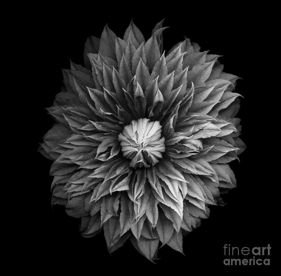 Monochrome Clematis Blossom Photograph by Oscar Gutierrez