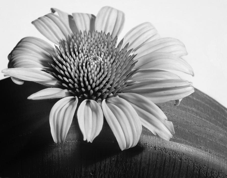 Monochrome Coneflower Photograph by David and Carol Kelly