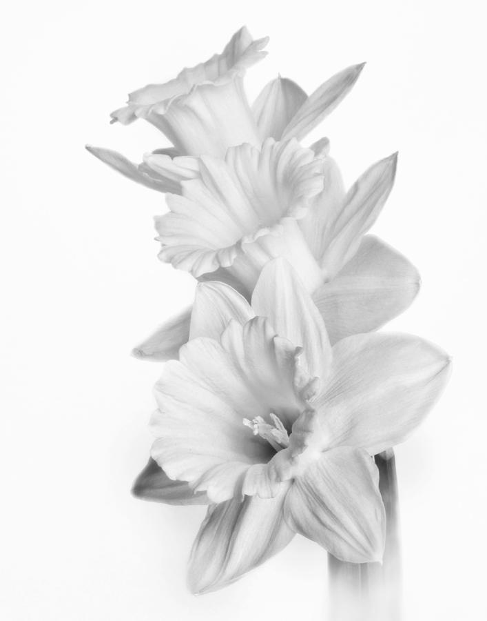 Monochrome Daffodil Photograph by David and Carol Kelly - Fine Art America