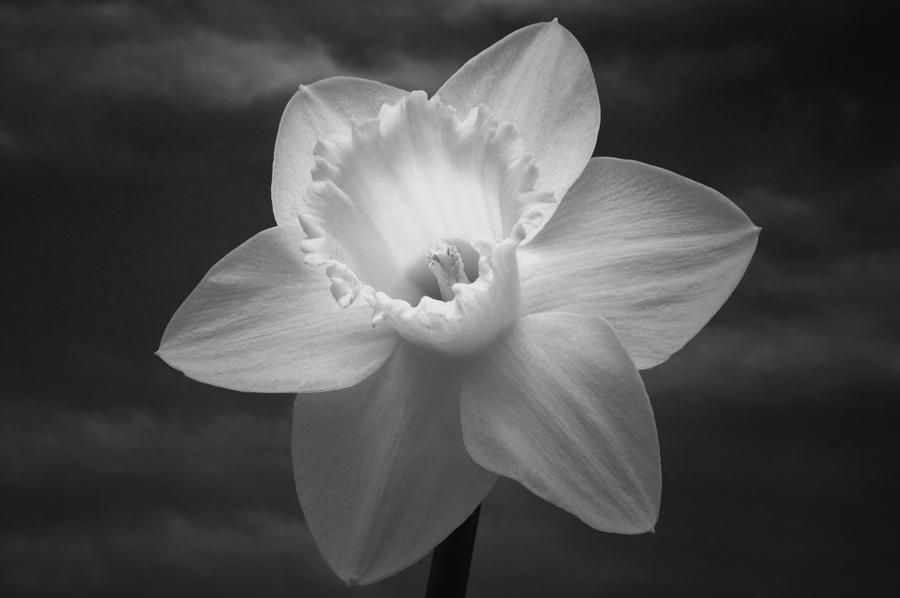 Black And White Photograph - Monochrome Daffodil. by Terence Davis