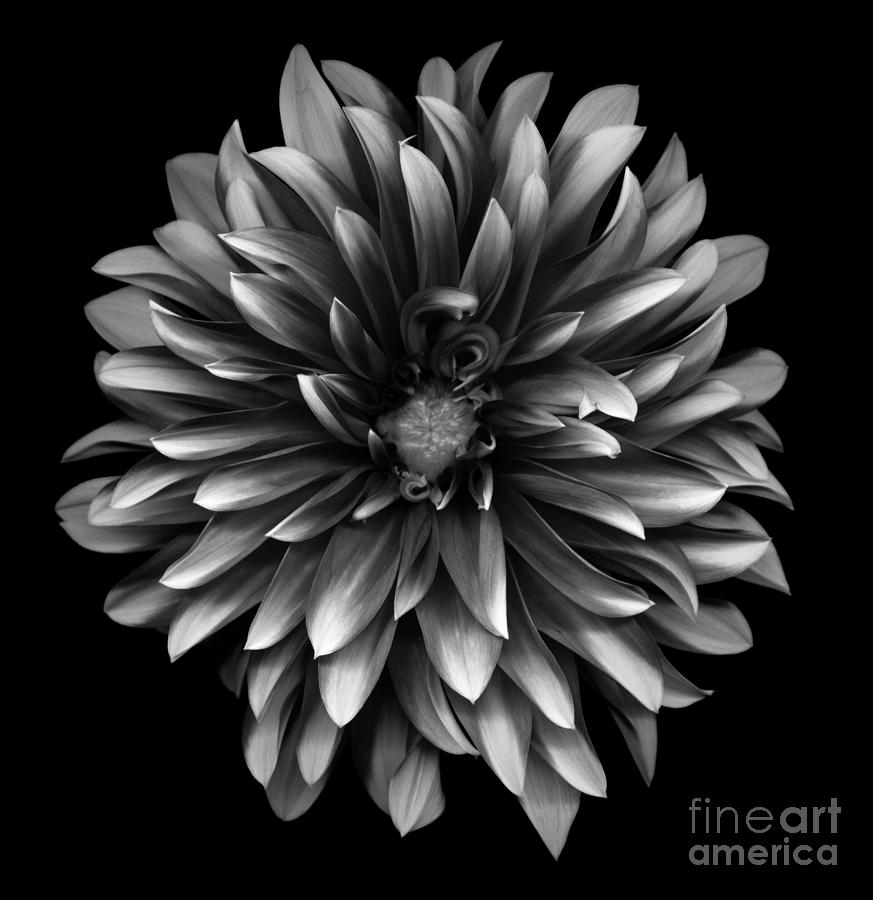 Black And White Photograph - Monochrome dahlia by Oscar Gutierrez