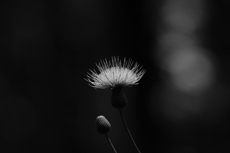 Monochrome Dandelion Photograph by David Weeks