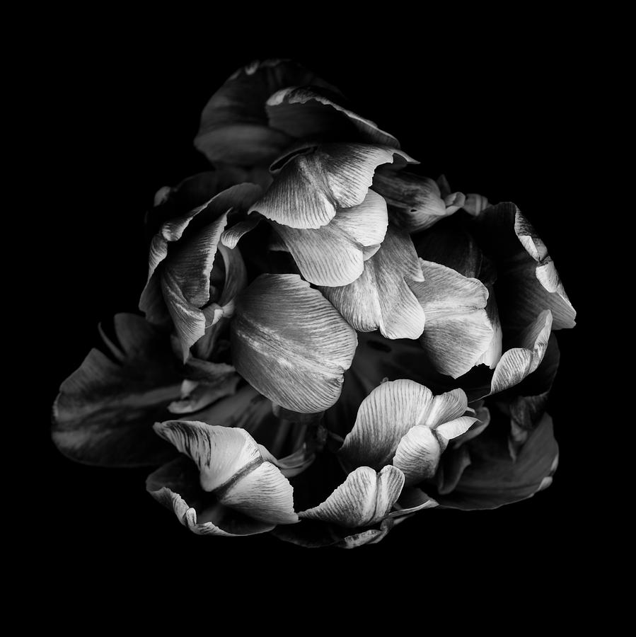 Monochrome double tulip isolated against a black background Photograph by OGphoto