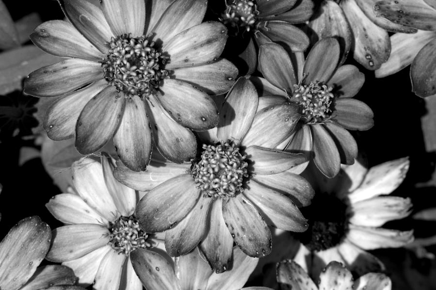 Monochrome Flowers Photograph by David Weeks