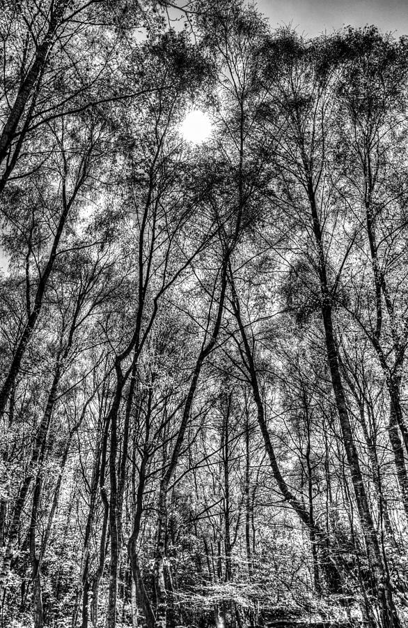 London Photograph - Monochrome Forest by David Pyatt
