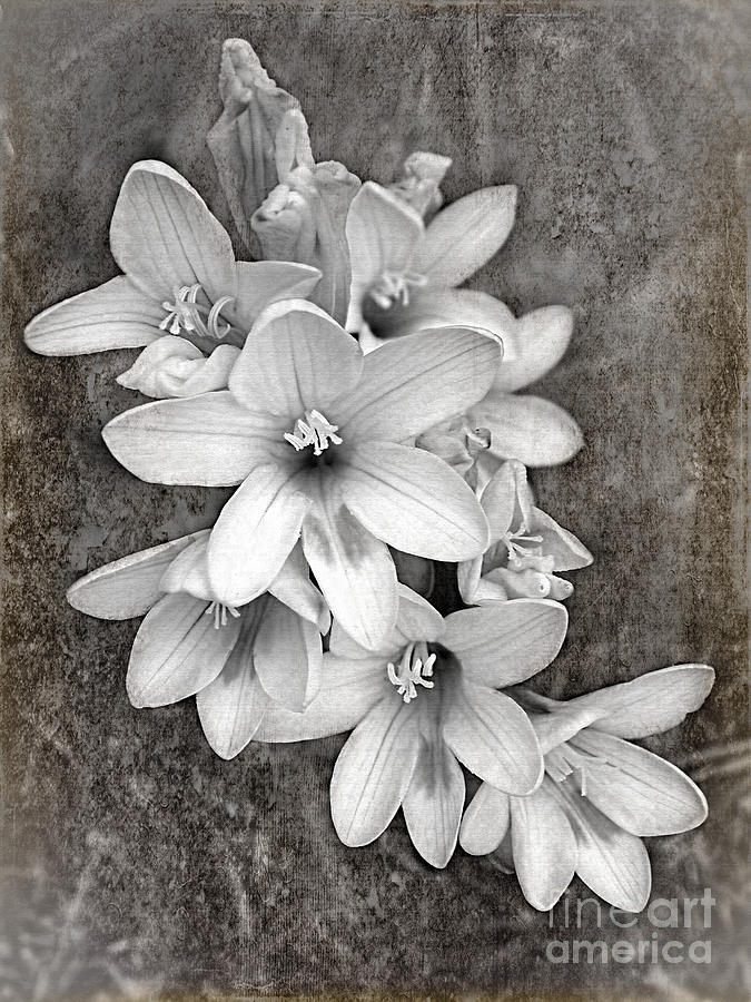 Flower Photograph - Monochrome Freesia Canvas Grunge by Kaye Menner