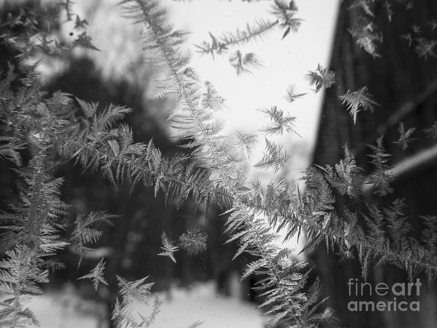 Monochrome Frost Abstract Photograph by Lili Feinstein