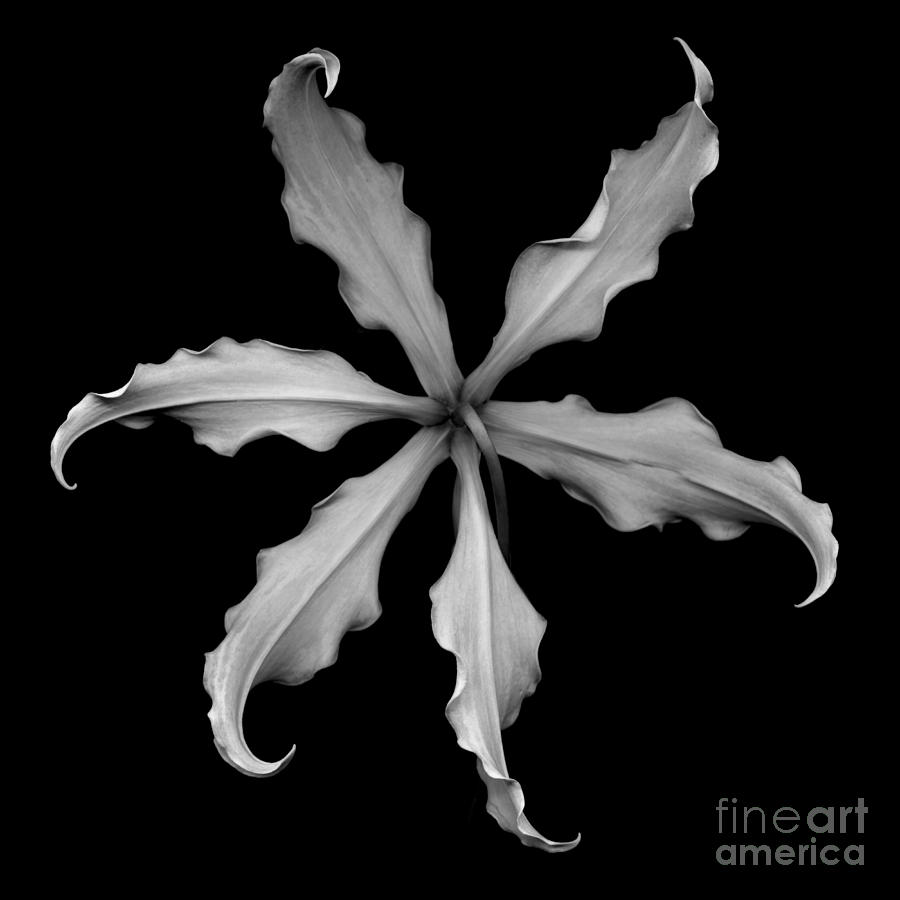 Monochrome Glory Lily Photograph by Oscar Gutierrez