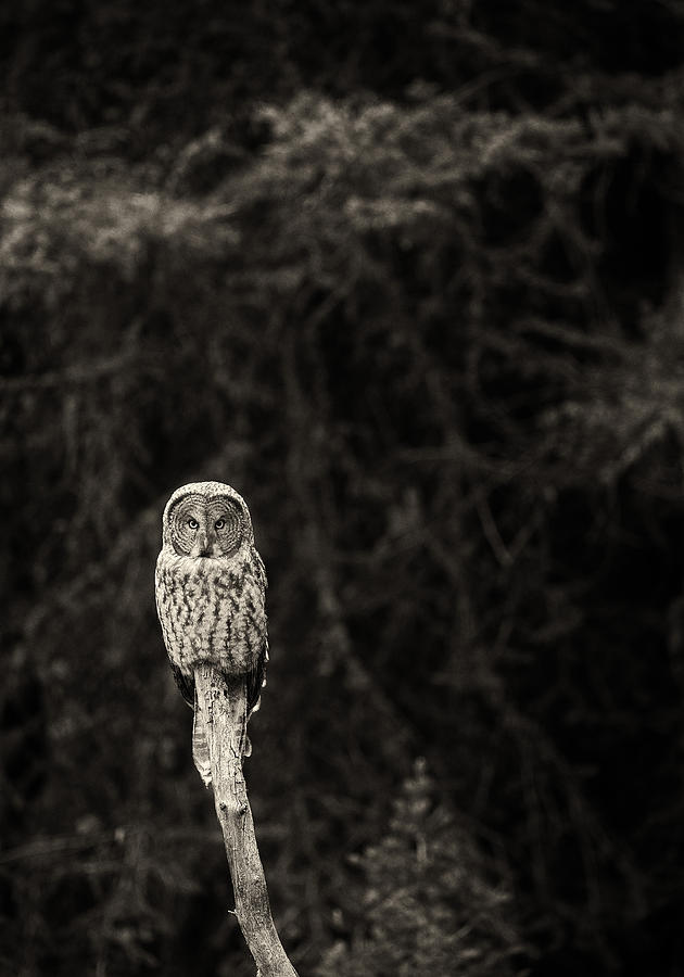 Monochrome Great Gray Owl Photograph by Max Waugh