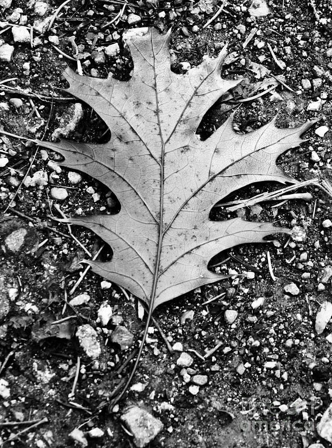 Monochrome Leaf Photograph by Anita Oakley