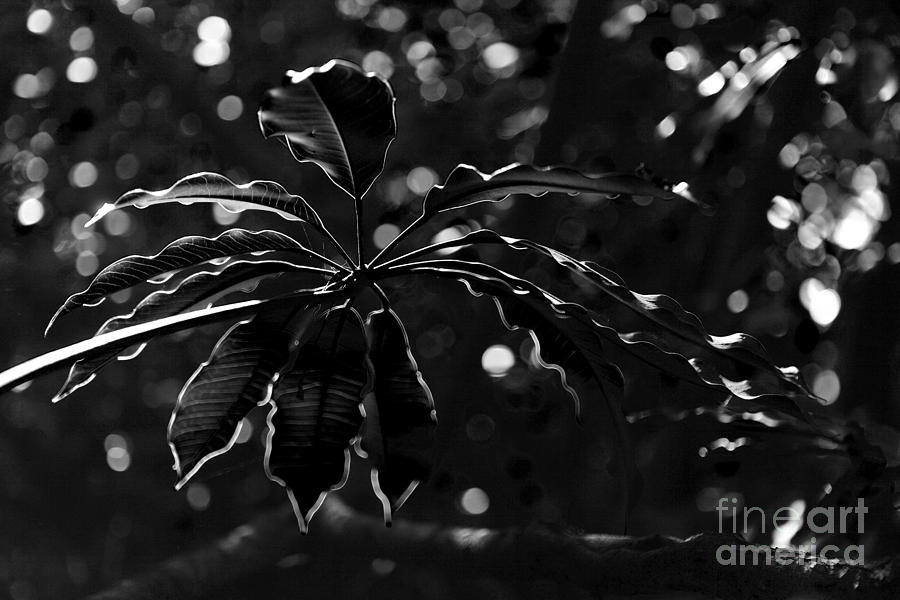 Monochrome leaf  Photograph by Nicholas Burningham