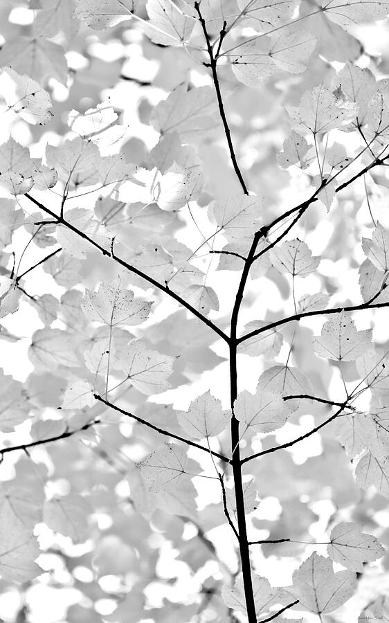 Nature Photograph - Monochrome Leaves Melody by Jennie Marie Schell