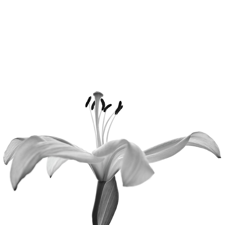 Monochrome Lily Photograph by Letty17