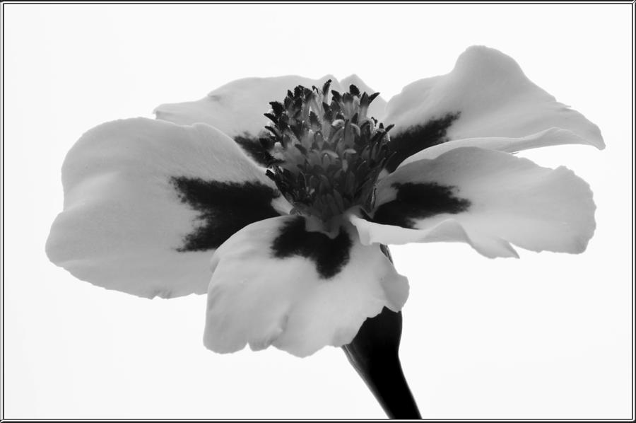Monochrome Marigold. Photograph by Terence Davis