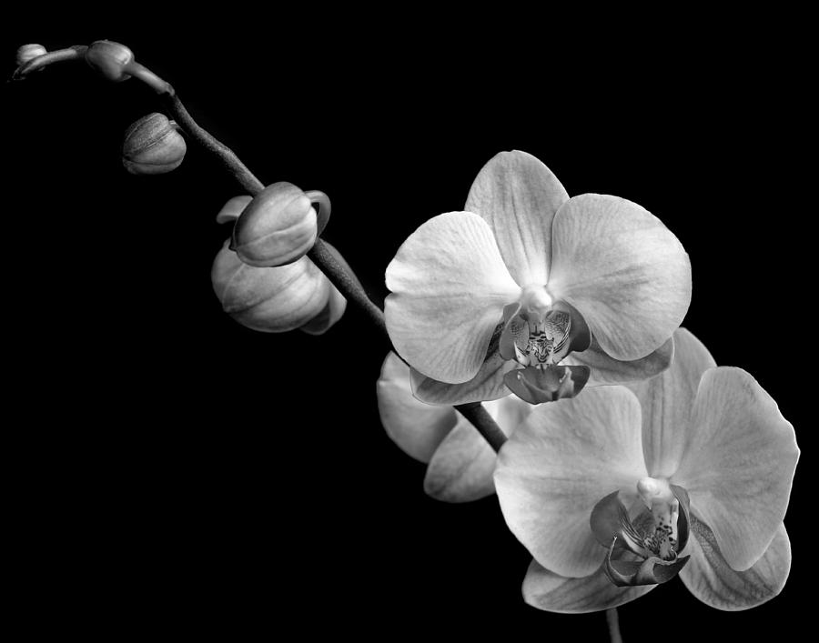 Monochrome Orchid Photograph by David and Carol Kelly