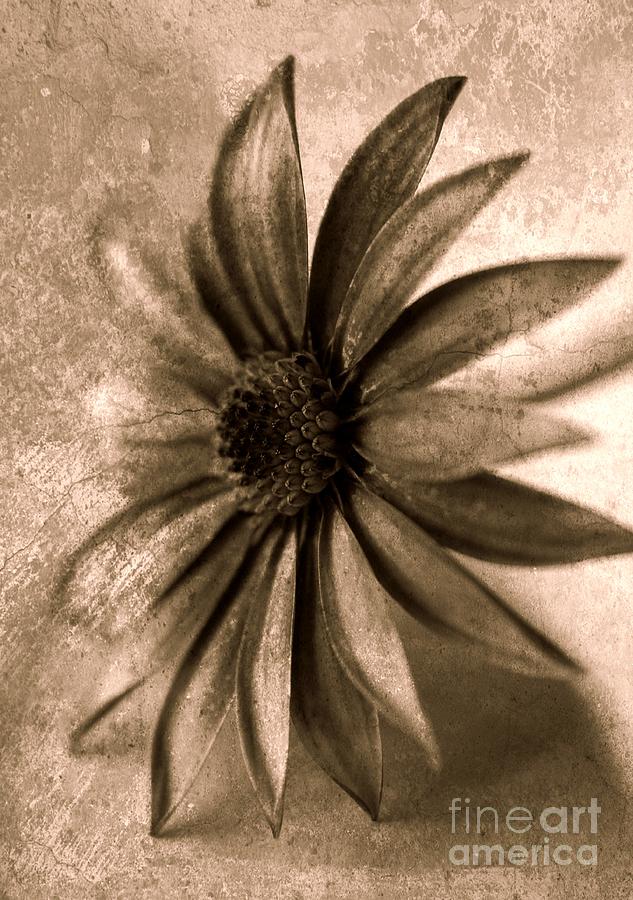Monochrome Osteospermum Photograph by Clare Bevan