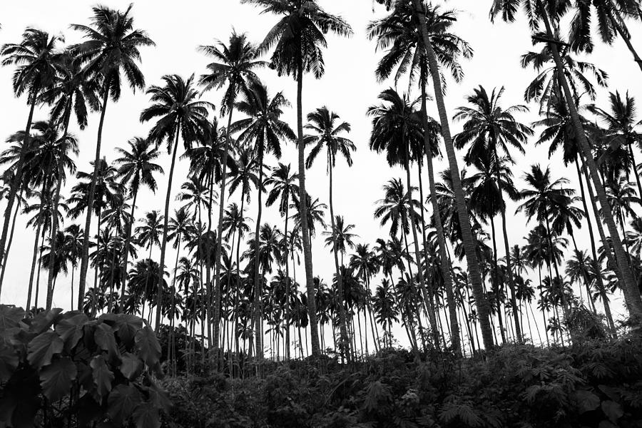 Monochrome Palms Photograph by April Reppucci