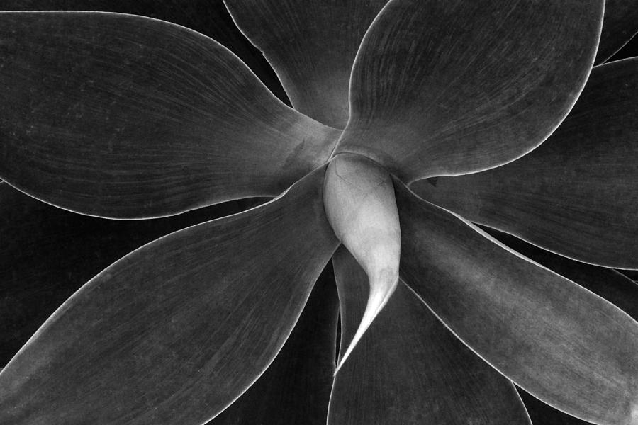 Monochrome Plant Photograph by Angelito De Jesus