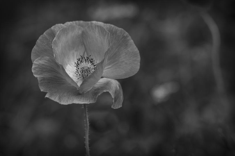 Monochrome Poppy. Photograph by Clare Bambers