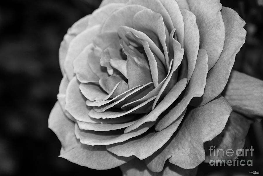Black And White Photograph - Monochrome Rose by Jennifer White