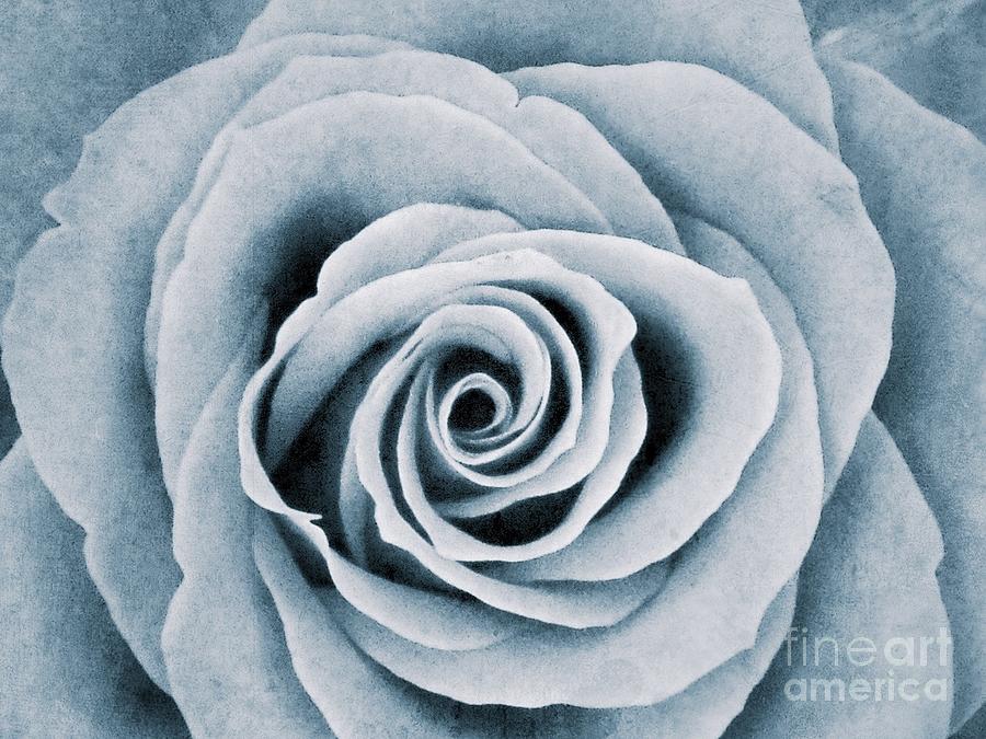 Monochrome Rose Photograph by Joan-Violet Stretch