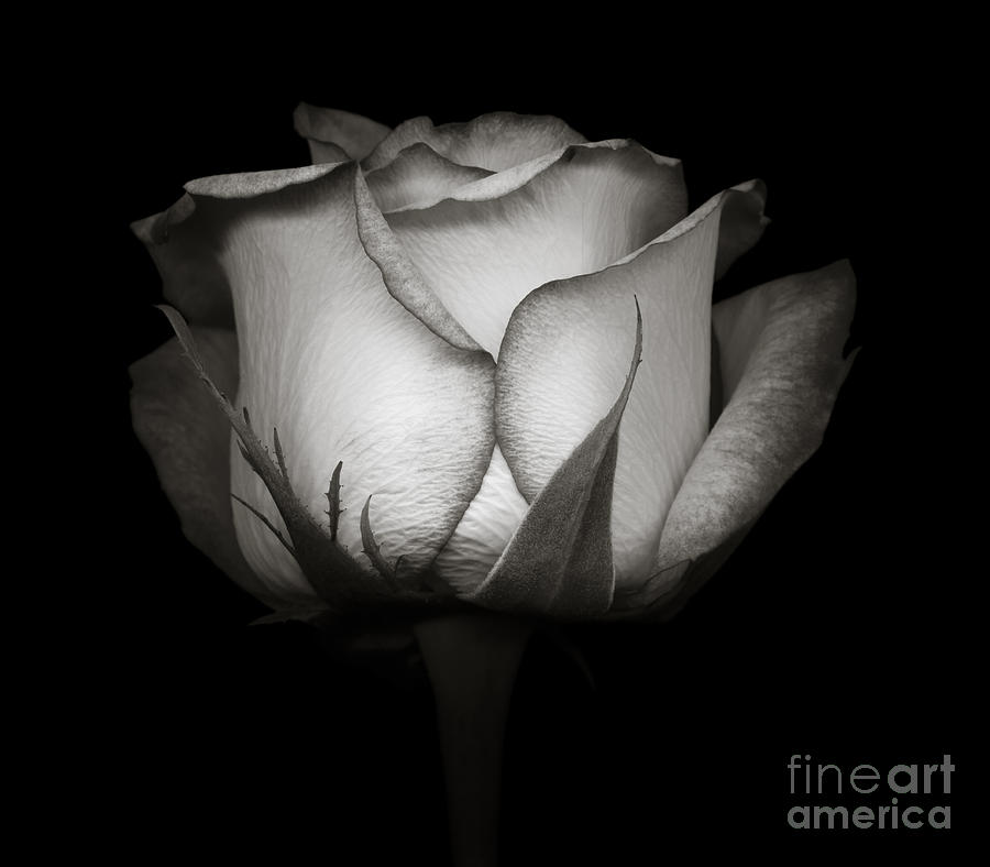 Monochrome Rose Photograph by Oscar Gutierrez