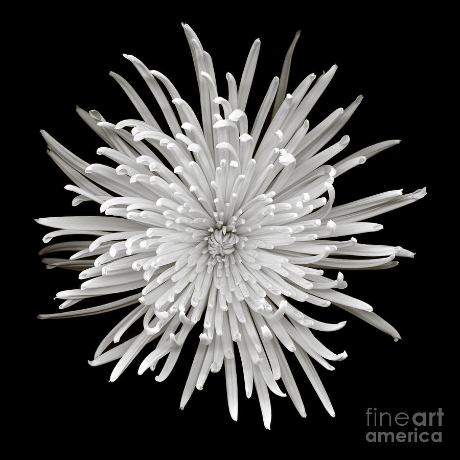 Monochrome Spider Chrysanthemum  Photograph by Oscar Gutierrez