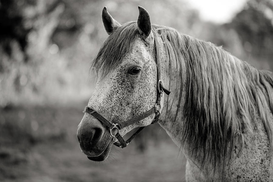 Monochrome Spotted Horse Photograph by Sennie Pierson