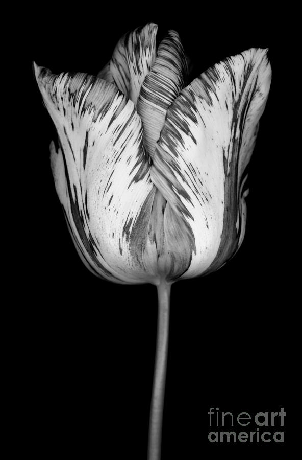 Black And White Photograph - Monochrome streaked tulip by Oscar Gutierrez