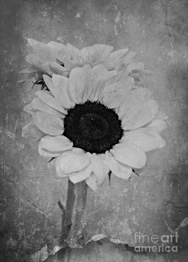 Monochrome Sunflower Photograph by Clare Bevan