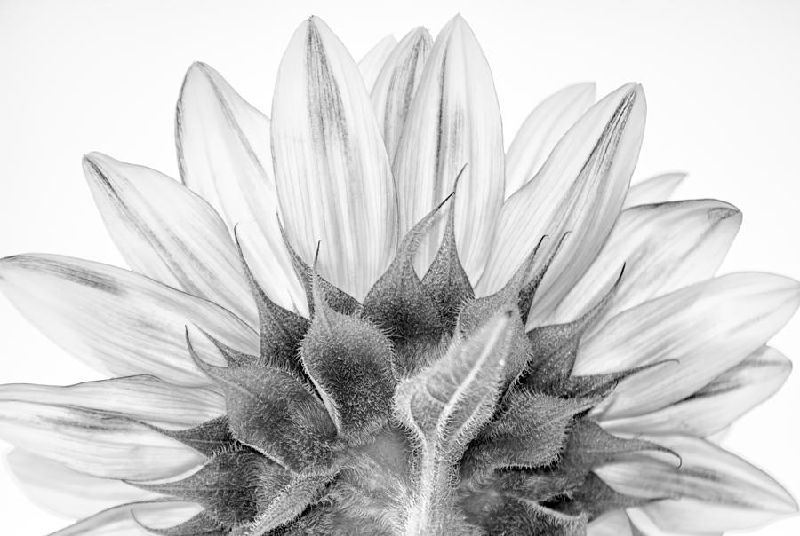 Monochrome Sunflower Photograph